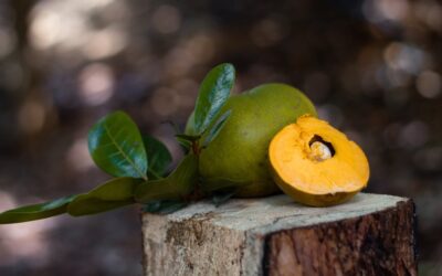 Lucuma Fruit