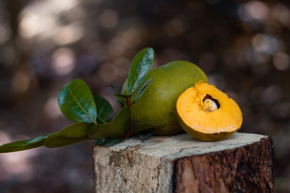 Lucuma Fruit